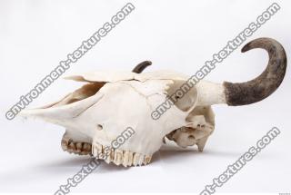 animal skull 0009